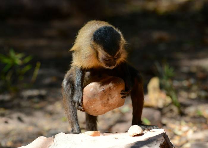Bearded Capuchin Monkey (Stephen Woodham)