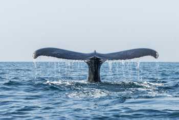 Humpback Whale, Mexico shutterstock_787485766.jpg
