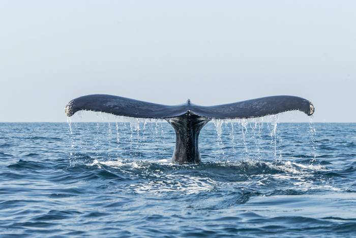 Humpback Whale, Mexico shutterstock_787485766.jpg