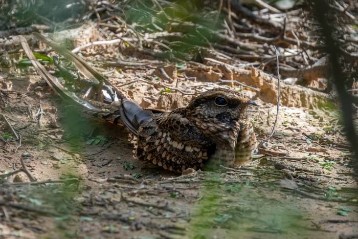 Scissor-tailed Nighjar © James Warren, May 2026.jpg
