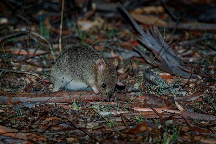 Eastern Bettong - Bettongia gaimardi very small wallaby in the night - kangaroo living in Australia.