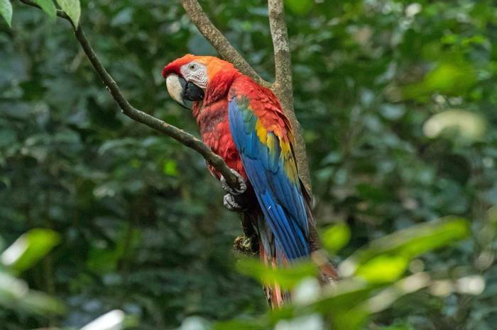 Red and Yellow Macaw (Chris Hutchinson)