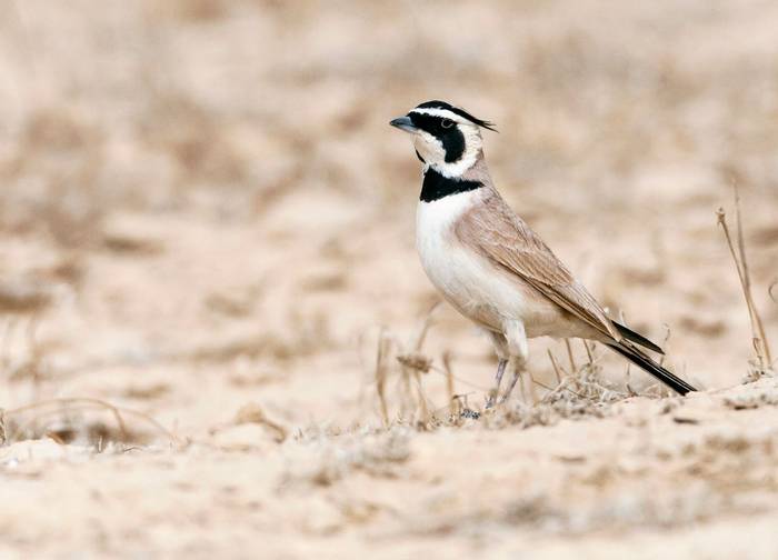 Temminck’s Lark