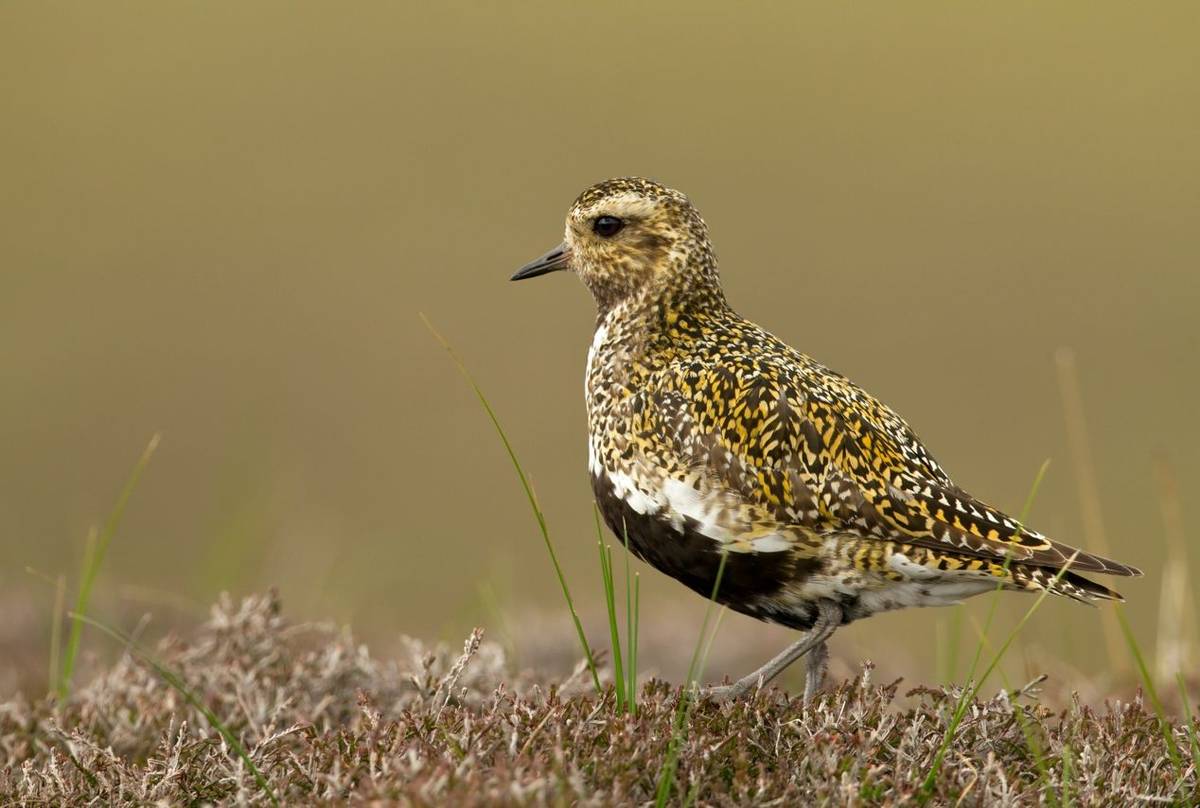 Golden Plover, Scotland shutterstock_169588367.jpg