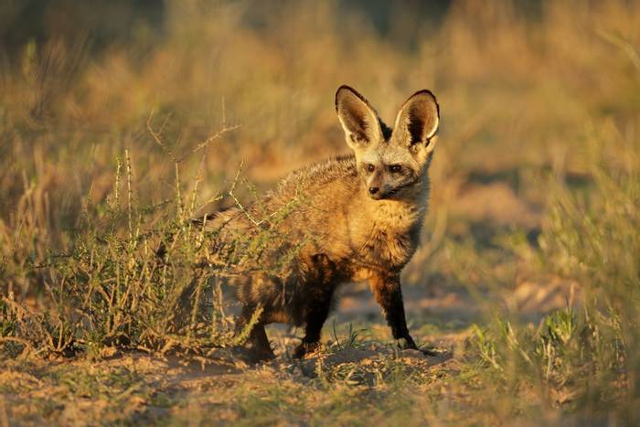 Bat-eared Fox