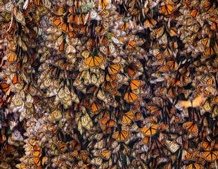 Mexico's Monarchs, Humpbacks & Birds