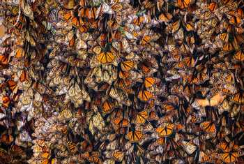 Monarchs, Mexico shutterstock_1053887354.jpg