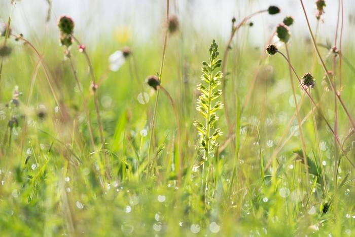 Common Twayblade