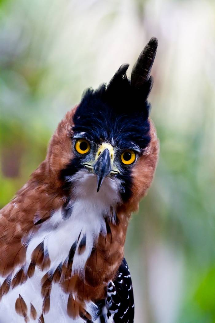 Ornate Hawk-eagle, Amazon, Peru shutterstock_83410660.jpg