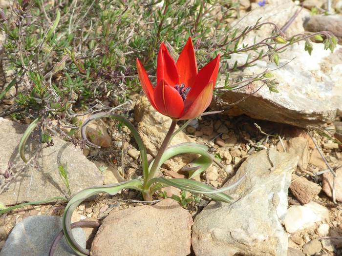 Tulipa goulimyi by M Crewe.JPG