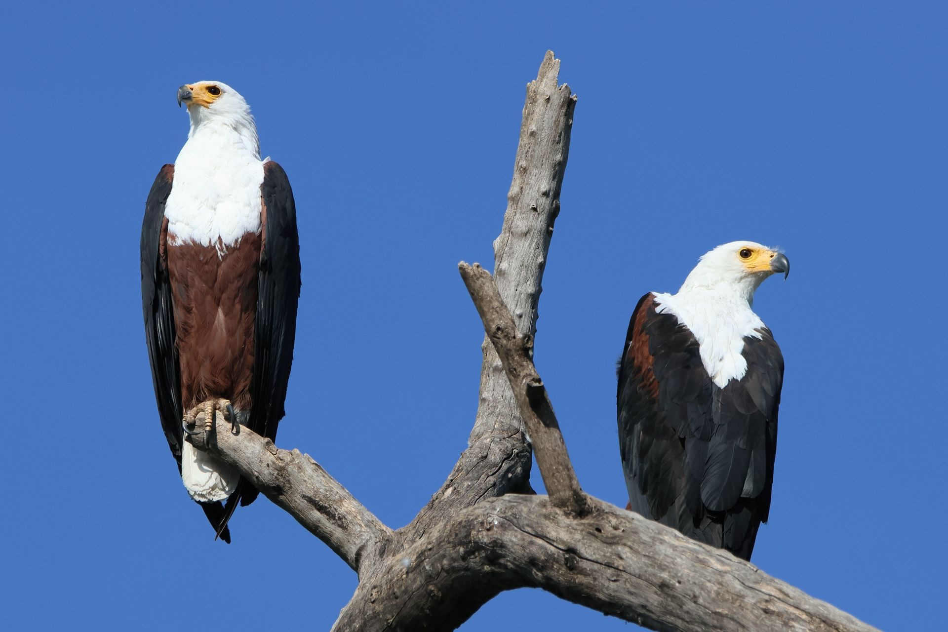 African Fish Eagle Image