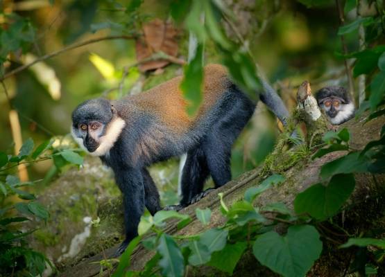 L'hoest's Monkey shutterstock_1768350155.jpg