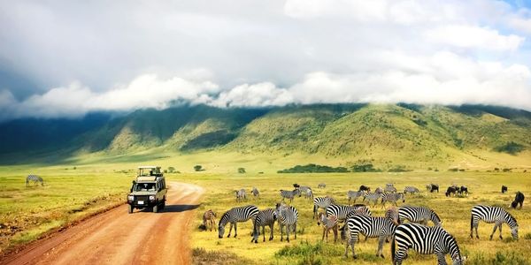 Wild nature of Africa. Zebras against mountains and clouds. Safari in Ngorongoro Crater National park. Tanzania.