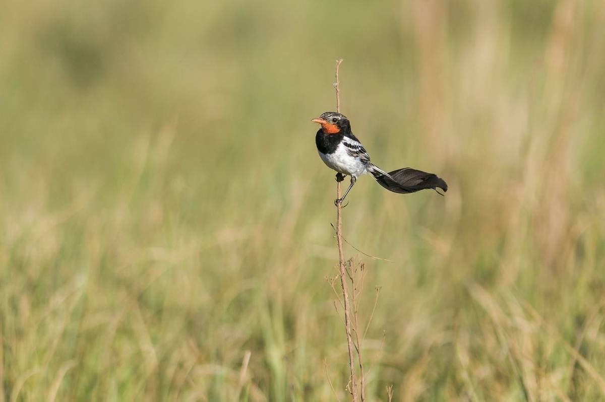 Strange-tailed Tyrant, Paraguay shutterstock_519757510.jpg