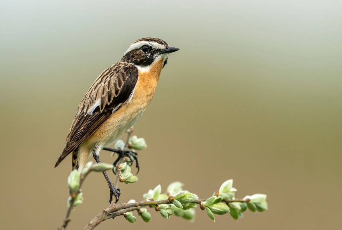 Whinchat shutterstock_1733036702.jpg