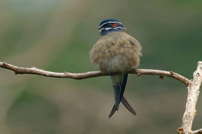 Whiskered Treeswift