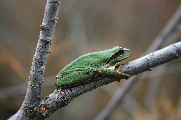 Stripeless Tree Frog (David Morris).jpg