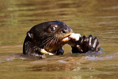 Giant River Otter by Dani Free