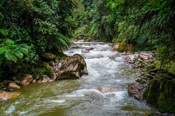 Podocarpus National Park, Ecuador Shutterstock 368528963
