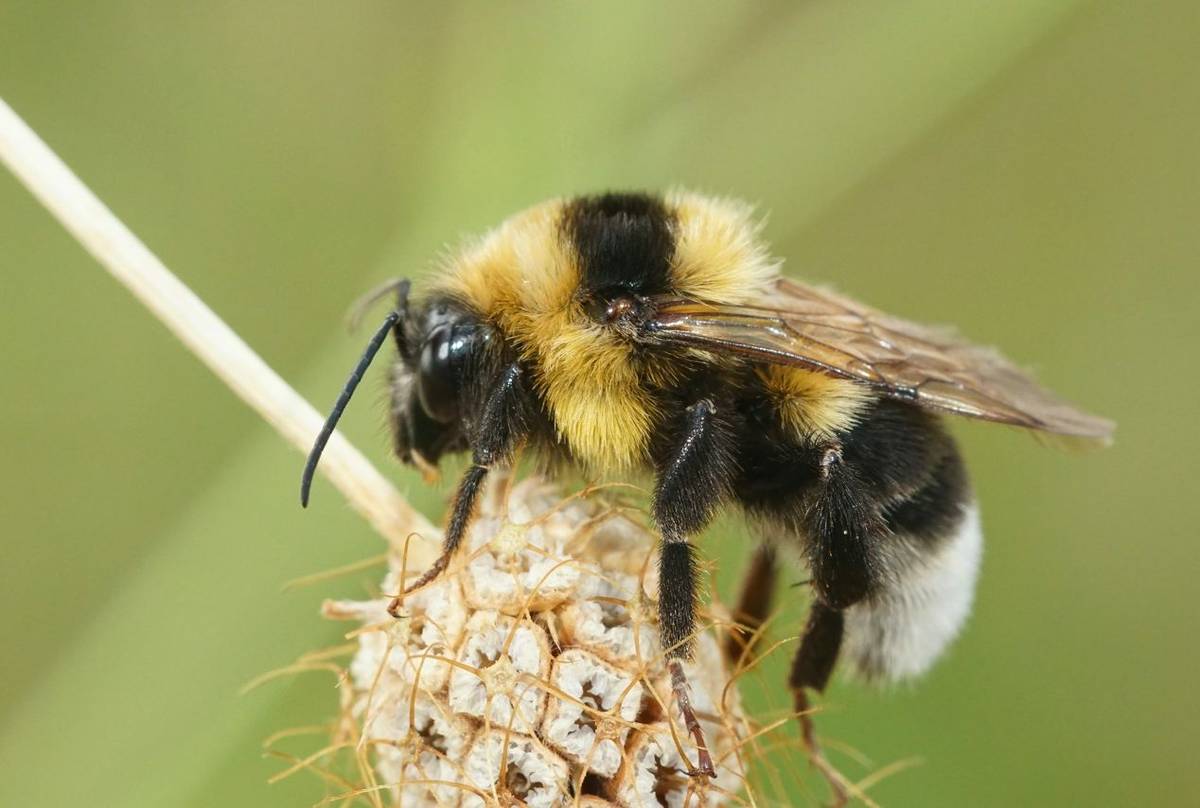 Large Garden Bumblebee (Bombus ruderatus)