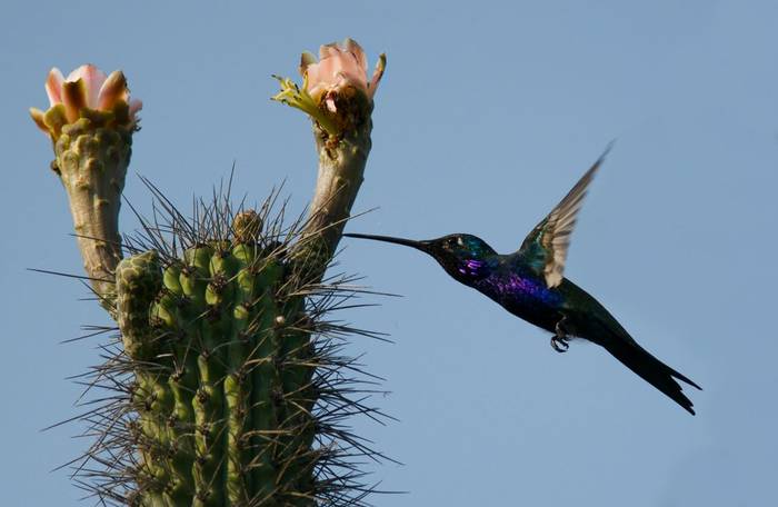 Blue-tufted Starthroat, Paraguay shutterstock_218072959.jpg