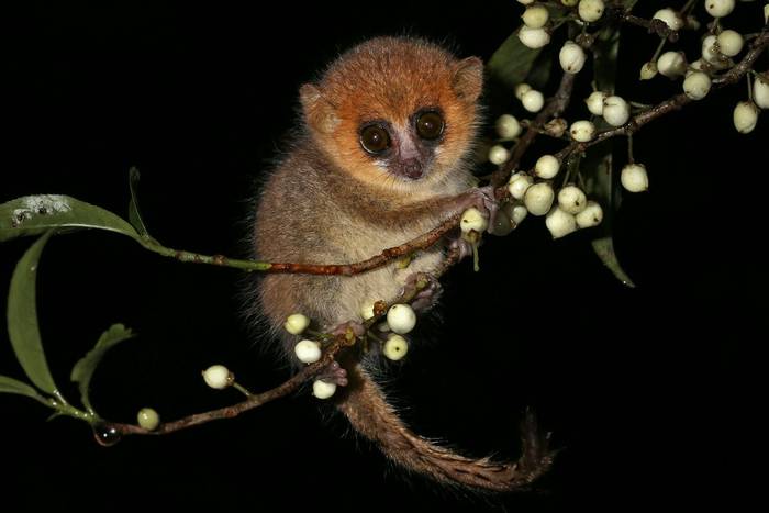 Brown Mouse Lemur shutterstock_132955724.jpg