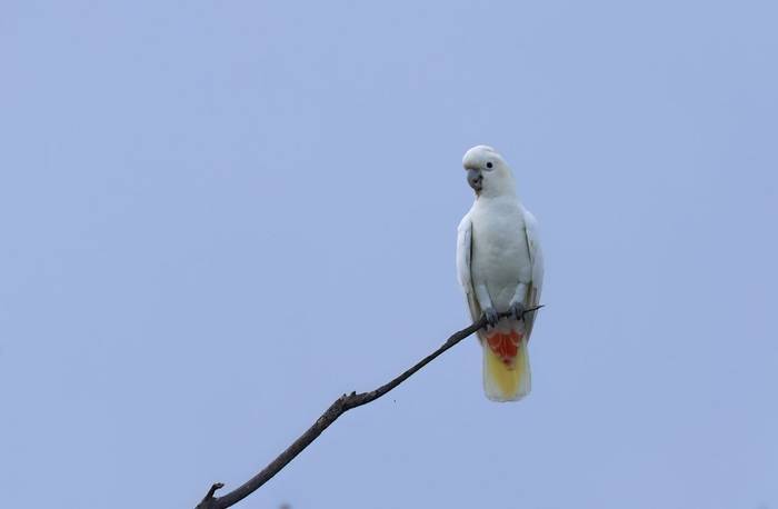 Philippine Cockatoo (Palawan)