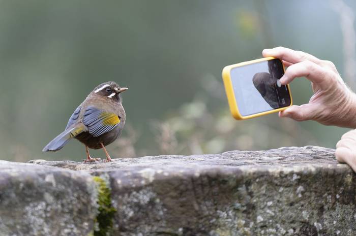 White-whiskered Laughingthrush © participant Alex Kozlenkov, March 2025