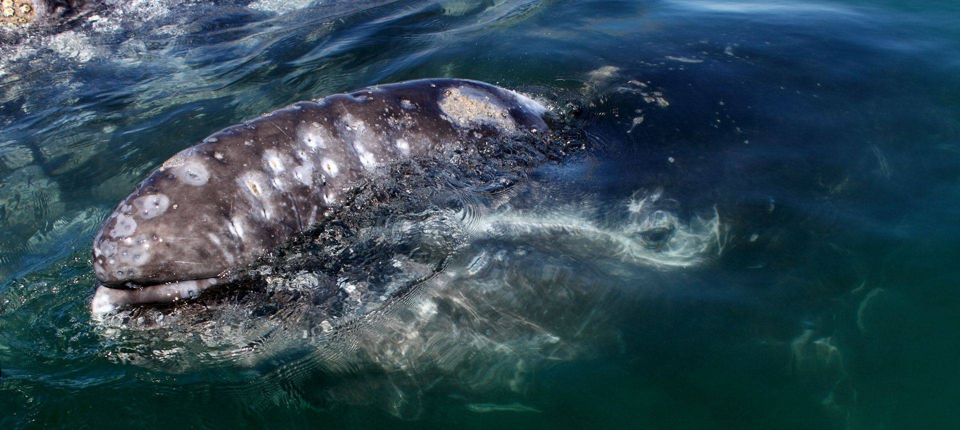 Grey Whale (Dave Brotton)