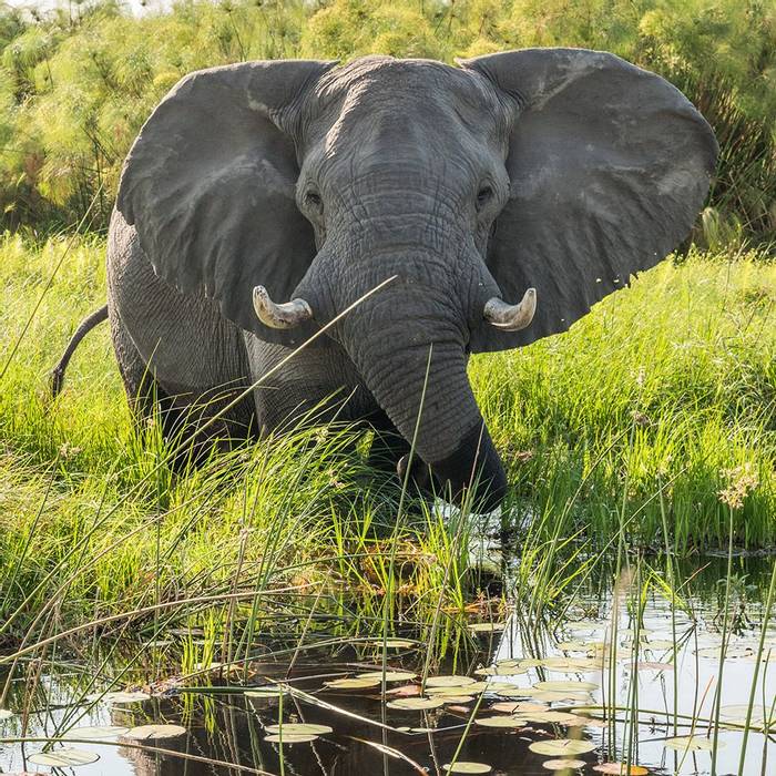 Elephant Okavango Shutterstock 512355163