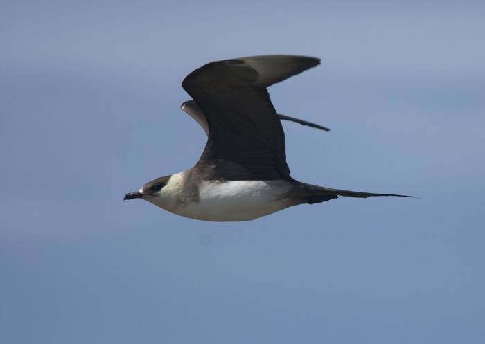 Arctic Skua shutterstock_1338527441.jpg