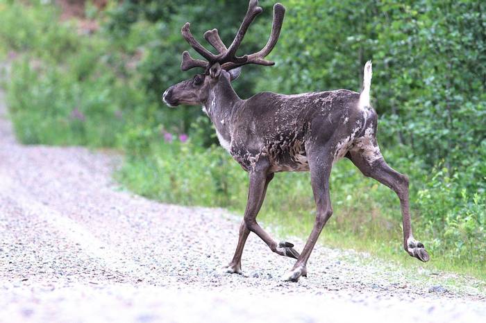 Forest Reindeer in a trot © Jan Kelchtermans.jpg