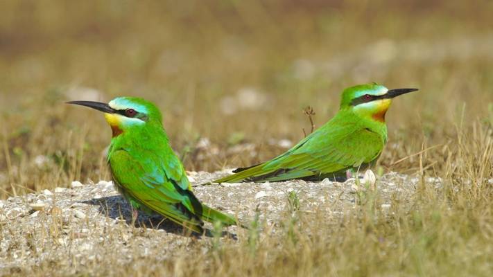 Blue-cheeked Bee-eater, Azerbaijan