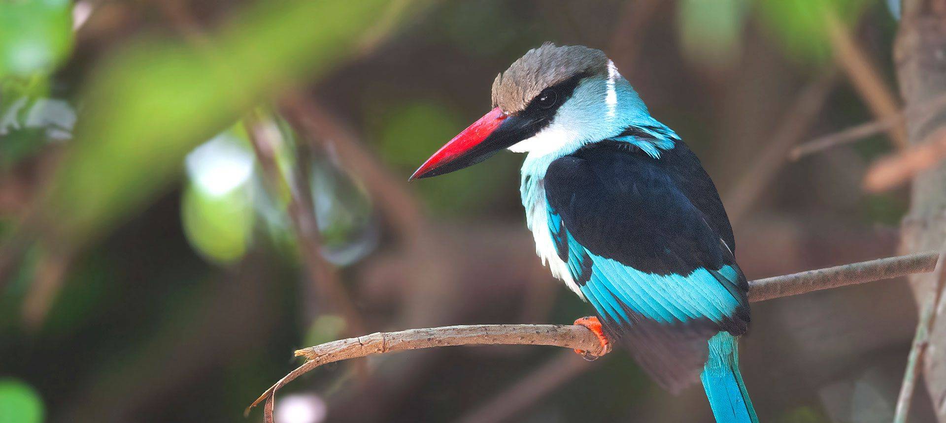Gambia - Blue-breasted Kingfisher (Dave Montrevil)