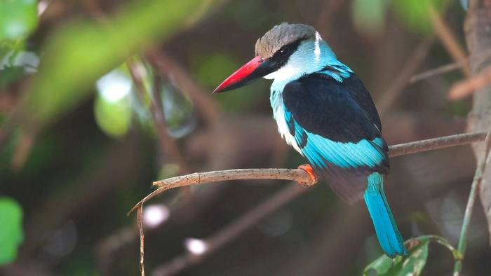 Gambia - Blue-breasted Kingfisher (Dave Montrevil)
