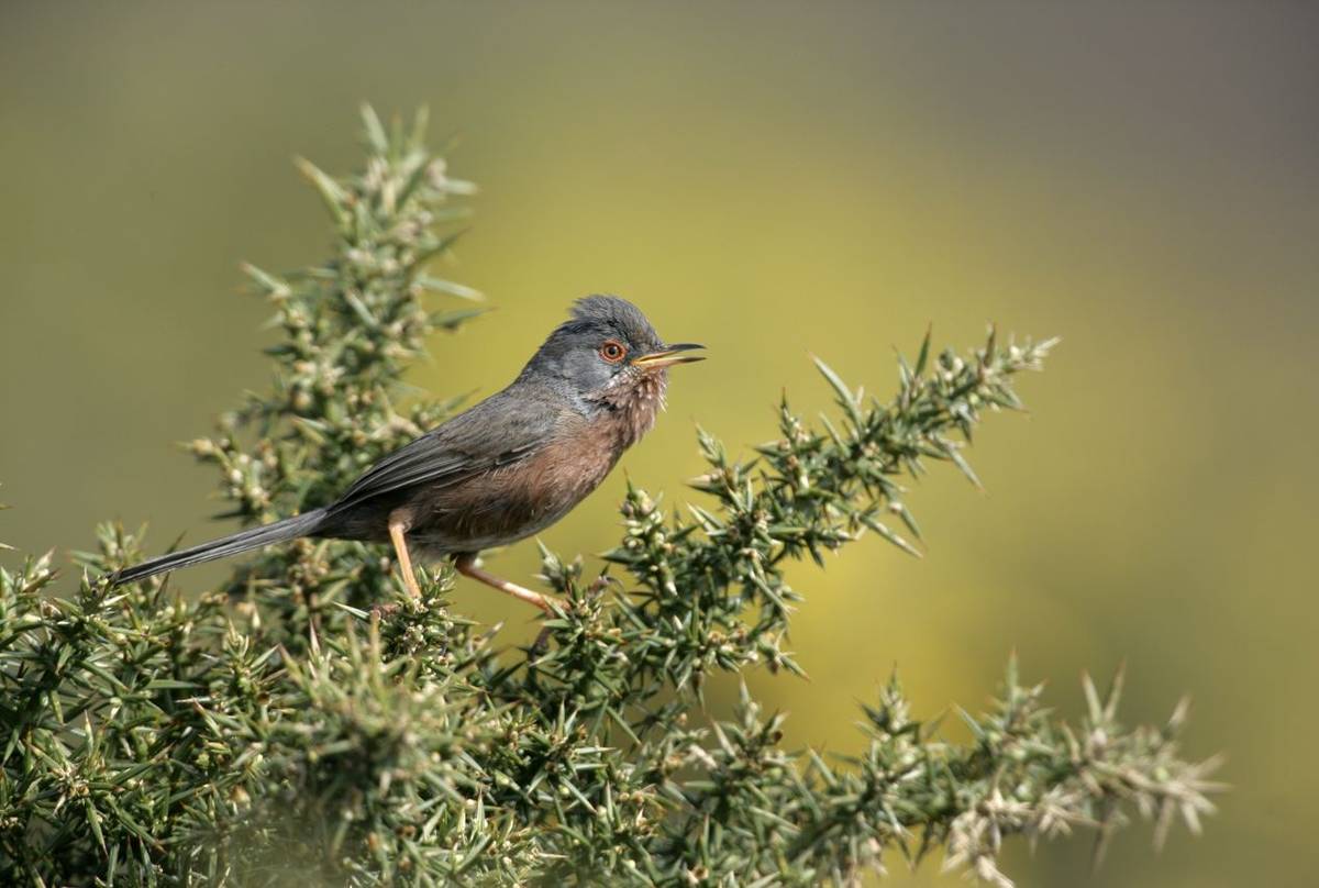 Dartford Warbler