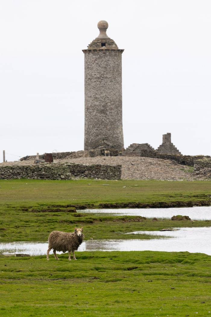 Sheep, North Ronaldsay (Sara Frost) (2).jpg