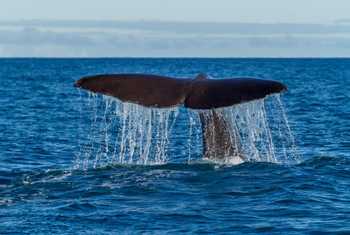 Sperm Whale, Azores And NZ Shutterstock 215332153
