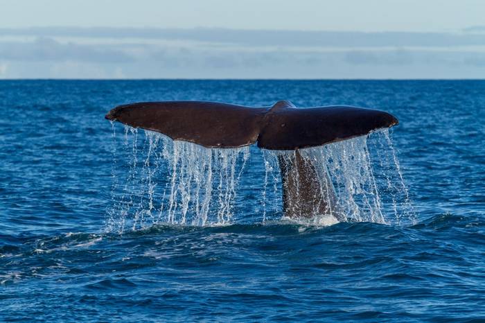 Sperm Whale, Azores And NZ Shutterstock 215332153