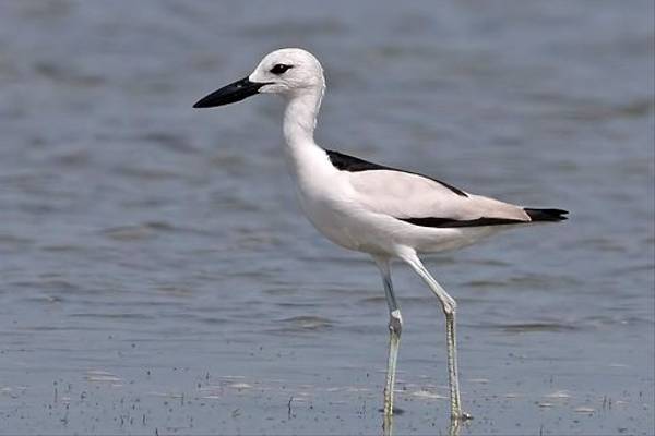 Crab Plover (Chris-Ward)