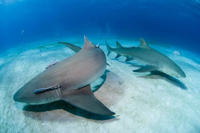 Lemon Sharks, Bahamas shutterstock_398411230.jpg