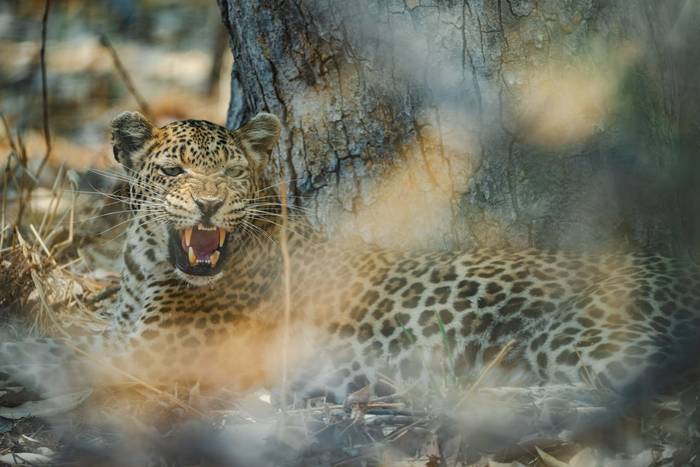 Leopard © Will Crombie, October '25 tour (3).jpg