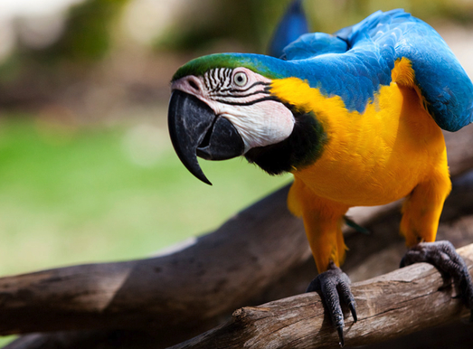 Birdworld, Farnham.