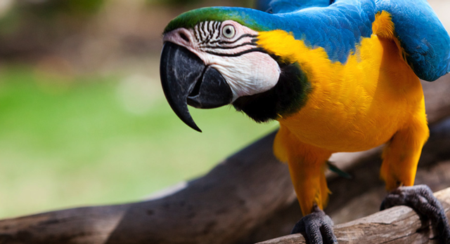 Blue and yellow parrot standing on old branch