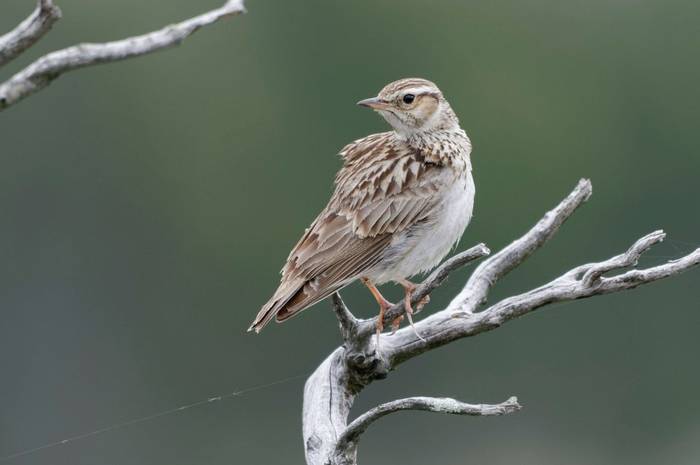 Woodlark, New Forest, UK shutterstock_1655346796.jpg