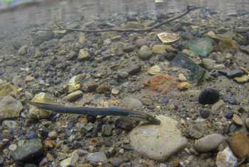 brook lamprey, river derwent, derbyshire2.jpg