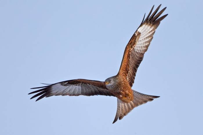 Red Kite (Peter Schwarz).jpg