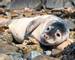 Funny seals at the beach of North Sea. The Holy Island of Lindisfarne. Northumberland. UK
