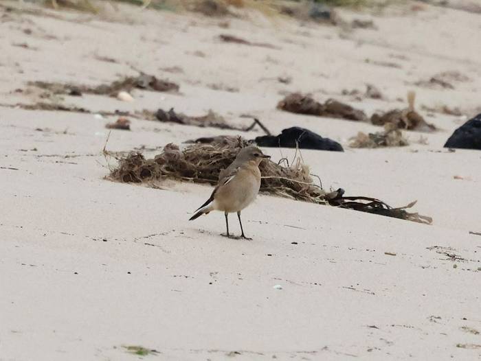 Wheatear (Stephen Buckle).jpg