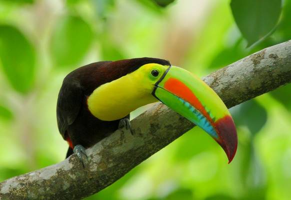 Keel-billed Toucan